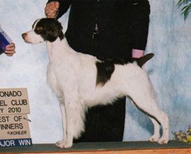 Danny Champion and Grand Champion Bloodline Brittany Spaniel Puppies for Sale