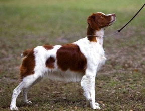 Tiki Champion and Grand Champion Bloodline Brittany Spaniel Puppies for Sale