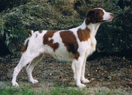 Sticky Champion and Grand Champion Bloodline Brittany Spaniel Puppies for Sale